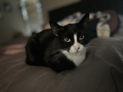 Lost Female Cat last seen Blue Diamond/Decatur, Las Vegas, NV 89139