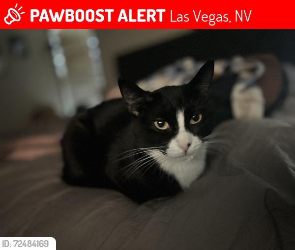 Lost Female Cat last seen Blue Diamond/Decatur, Las Vegas, NV 89139