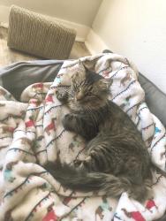 Lost Male Cat last seen Near Guyana Rd , Fort Worth, TX 76123