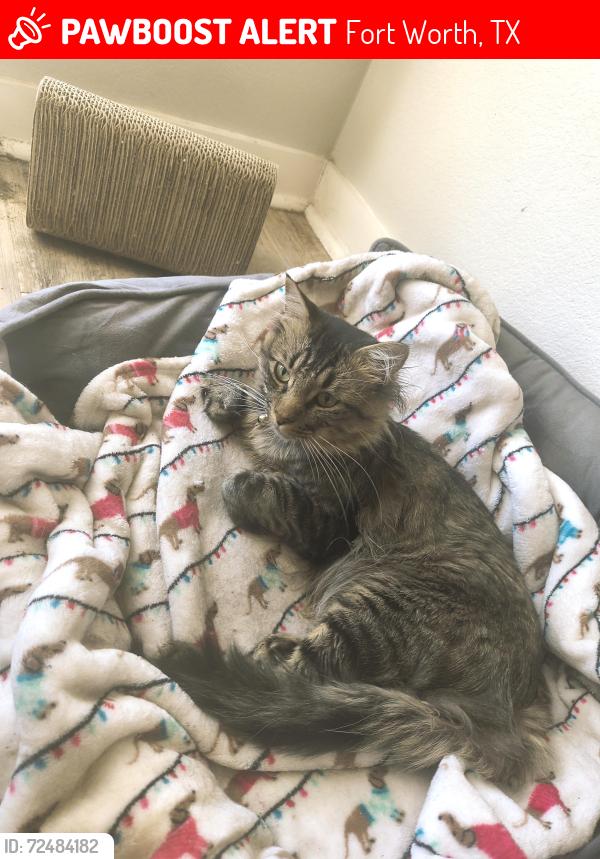 Lost Male Cat last seen Near Guyana Rd , Fort Worth, TX 76123