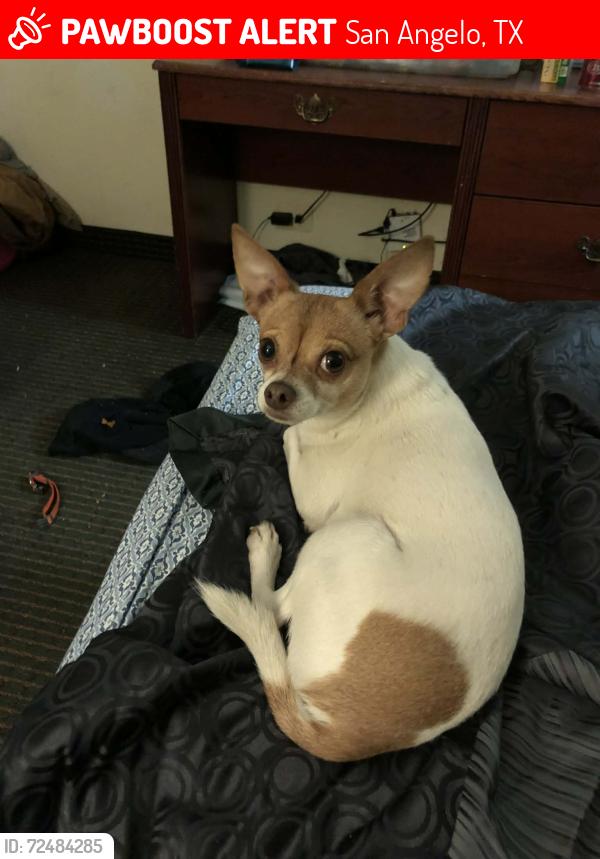 Lost Male Dog last seen Armstrong and 19th by luvs laundry and the stripes convenient store, San Angelo, TX 76903