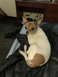 Lost Male Dog last seen Armstrong and 19th by luvs laundry and the stripes convenient store, San Angelo, TX 76903