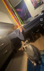Lost Male Cat last seen Motel 6, Mobile, AL 36609