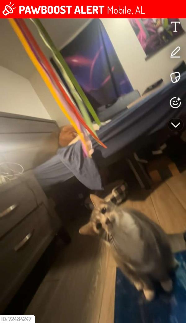 Lost Male Cat last seen Motel 6, Mobile, AL 36609