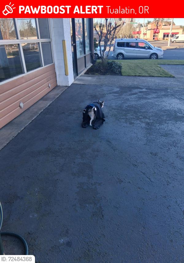 Lost Female Dog last seen Boonsferry , Tualatin, OR 97062
