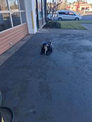 Lost Female Dog last seen Boonsferry , Tualatin, OR 97062