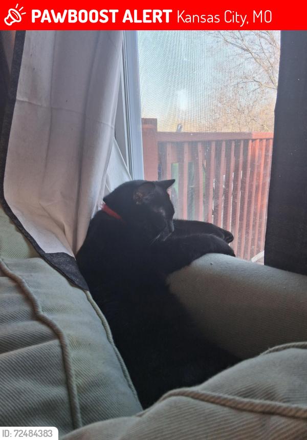 Lost Male Cat last seen On Kensington between 23rd and 24th, Kansas City, MO 64127