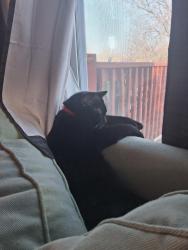 Lost Male Cat last seen On Kensington between 23rd and 24th, Kansas City, MO 64127