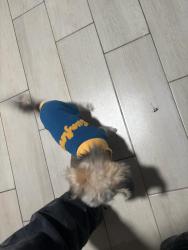 Lost Female Dog last seen Eastern and bruce, Las Vegas, NV 89101