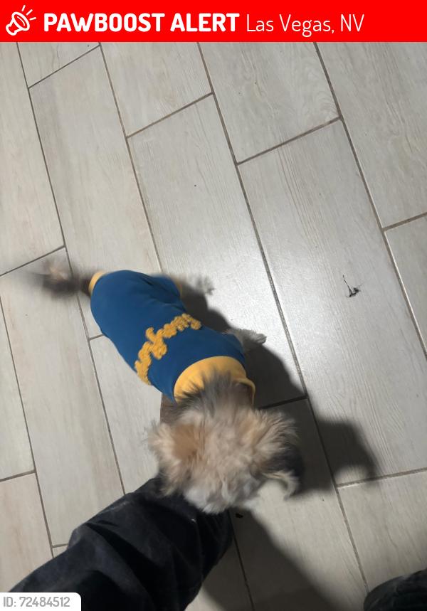 Lost Female Dog last seen Eastern and bruce, Las Vegas, NV 89101