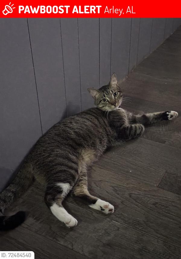 Lost Male Cat last seen Arley first Baptist , Arley, AL 35541