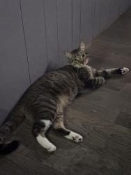 Lost Male Cat last seen Arley first Baptist , Arley, AL 35541