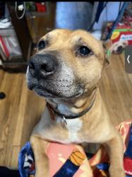 Lost Male Dog last seen Lucas Hunt and Natural Bridge, St. Louis, MO 63121