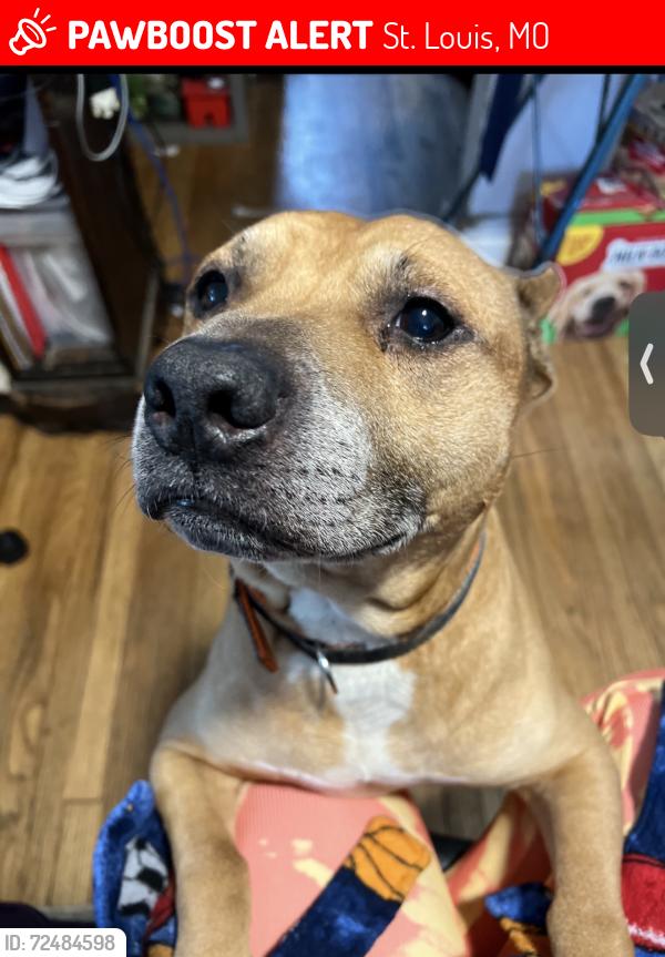 Lost Male Dog last seen Lucas Hunt and Natural Bridge, St. Louis, MO 63121