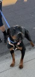 Lost Female Dog last seen 57th ave and cholla , Glendale, AZ 85304