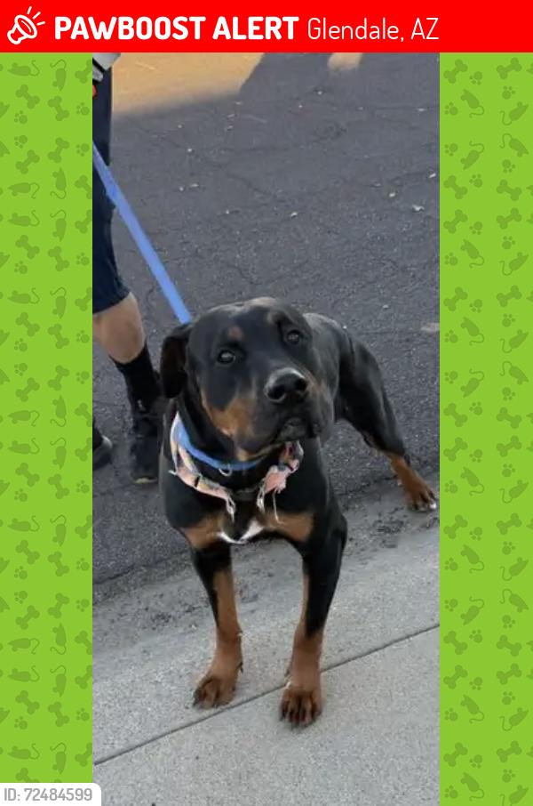 Lost Female Dog last seen 57th ave and cholla , Glendale, AZ 85304