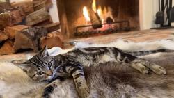 Lost Male Cat last seen El Camino and Levante, Carlsbad, CA 92009