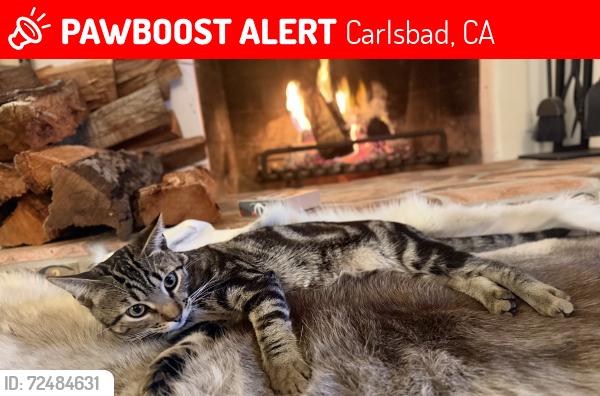 Lost Male Cat last seen El Camino and Levante, Carlsbad, CA 92009