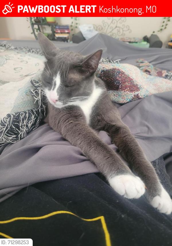 Lost Male Cat last seen Douglas , Springfield, MO 65806