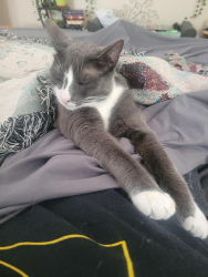 Lost Male Cat last seen Douglas , Springfield, MO 65806