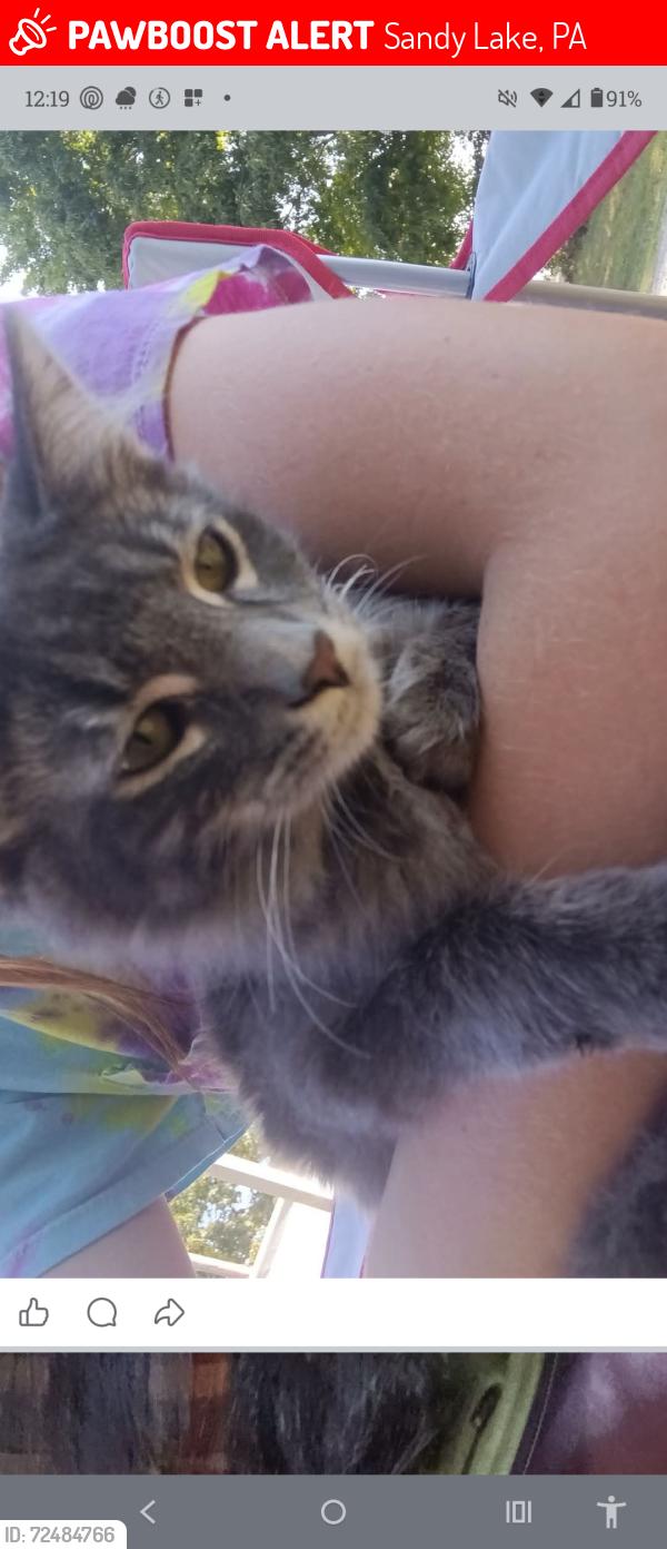 Lost Male Cat last seen Sandy lake Polk rd Sandy lake pa, Sandy Lake, PA 16145