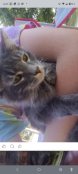 Lost Male Cat last seen Sandy lake Polk rd Sandy lake pa, Sandy Lake, PA 16145