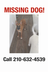 Lost Male Dog last seen Near hartley , San Antonio, TX 78245