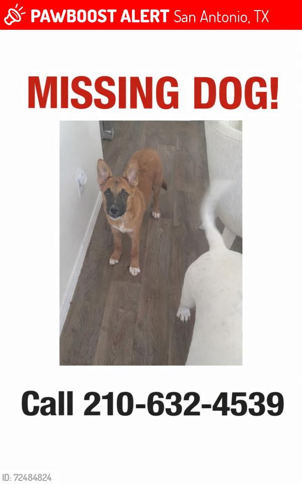 Lost Male Dog last seen Near hartley , San Antonio, TX 78245