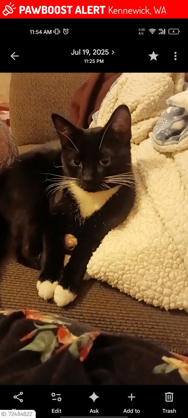 Lost Female Cat last seen ZINTEL CANYON, UNDERWOOD PARK, 7TH & VANCOUVER, highlands middle school?, Kennewick, WA 99336