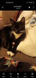 Lost Female Cat last seen ZINTEL CANYON, UNDERWOOD PARK, 7TH & VANCOUVER, highlands middle school?, Kennewick, WA 99336