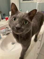 Lost Male Cat last seen Coolidge and Wattles, Troy, MI 48098