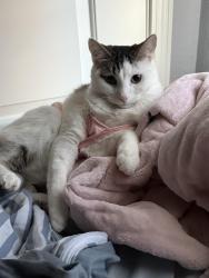 Lost Male Cat last seen Near kendal street , Jonesboro, AR 72401