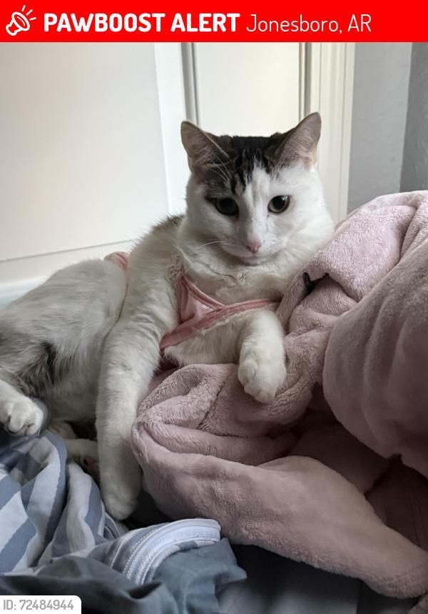 Lost Male Cat last seen Near kendal street , Jonesboro, AR 72401