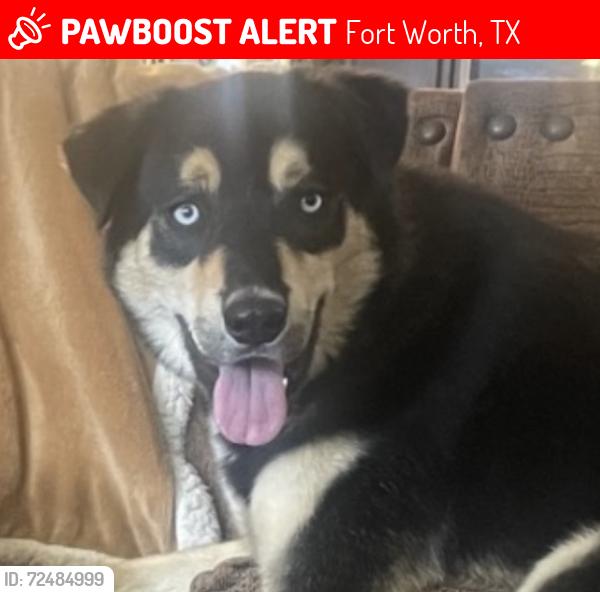 Lost Male Dog last seen Basswood and Harmon, Fort Worth, TX 76131