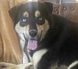 Lost Male Dog last seen Basswood and Harmon, Fort Worth, TX 76131