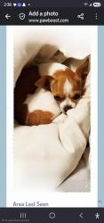 Lost Female Dog last seen skinnys hamburgers,  pala pinto and lamar, Weatherford, TX 76086