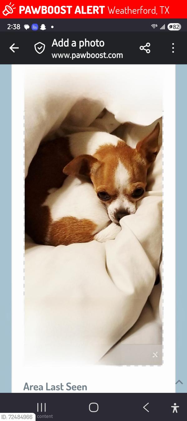 Lost Female Dog last seen skinnys hamburgers,  pala pinto and lamar, Weatherford, TX 76086