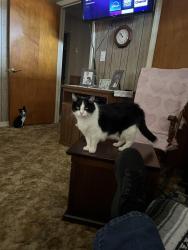 Lost Female Cat last seen Holly Hill lane Burlington nc 27215, Burlington, NC 27215