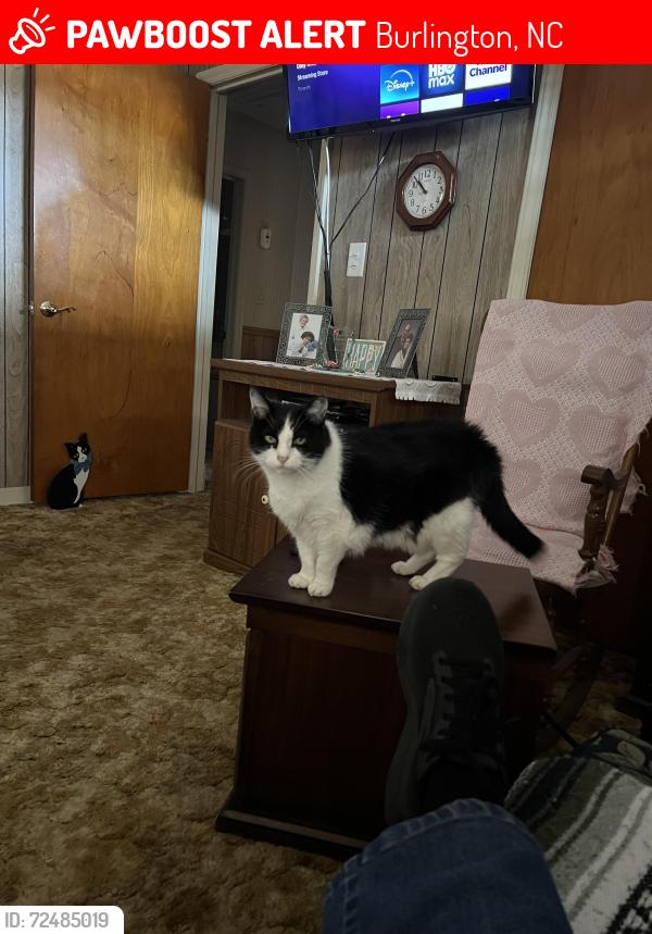 Lost Female Cat last seen Holly Hill lane Burlington nc 27215, Burlington, NC 27215