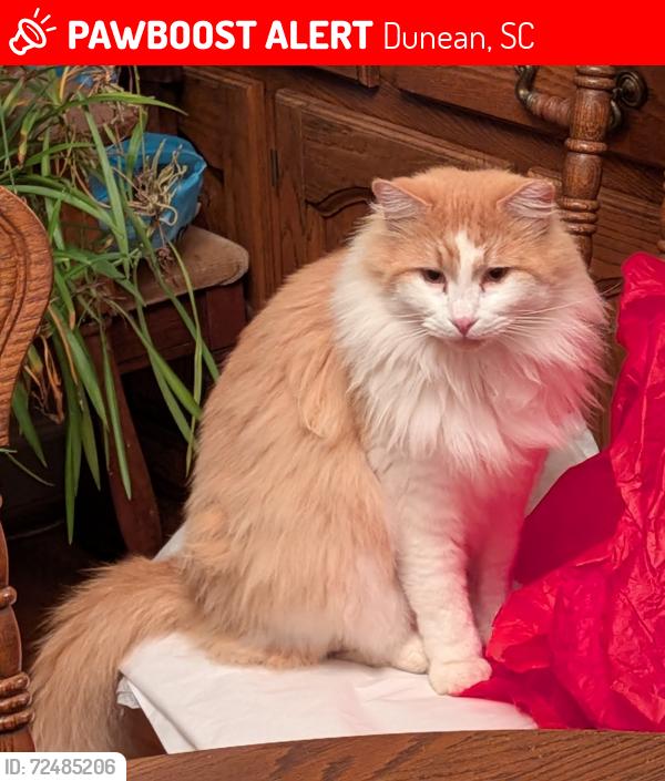 Lost Male Cat last seen Bear Drive at Two Notch Road , Dunean, SC 29611
