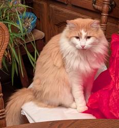 Lost Male Cat last seen Bear Drive at Two Notch Road , Dunean, SC 29611