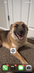 Lost Female Dog last seen Skinner S. Market St., Wichita, KS 67211