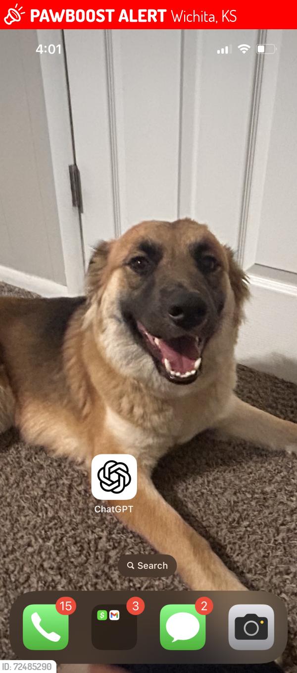 Lost Female Dog last seen Skinner S. Market St., Wichita, KS 67211