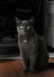 Lost Female Cat last seen New York Ave. & Elmwood Dr , Harrisonburg, VA 22801