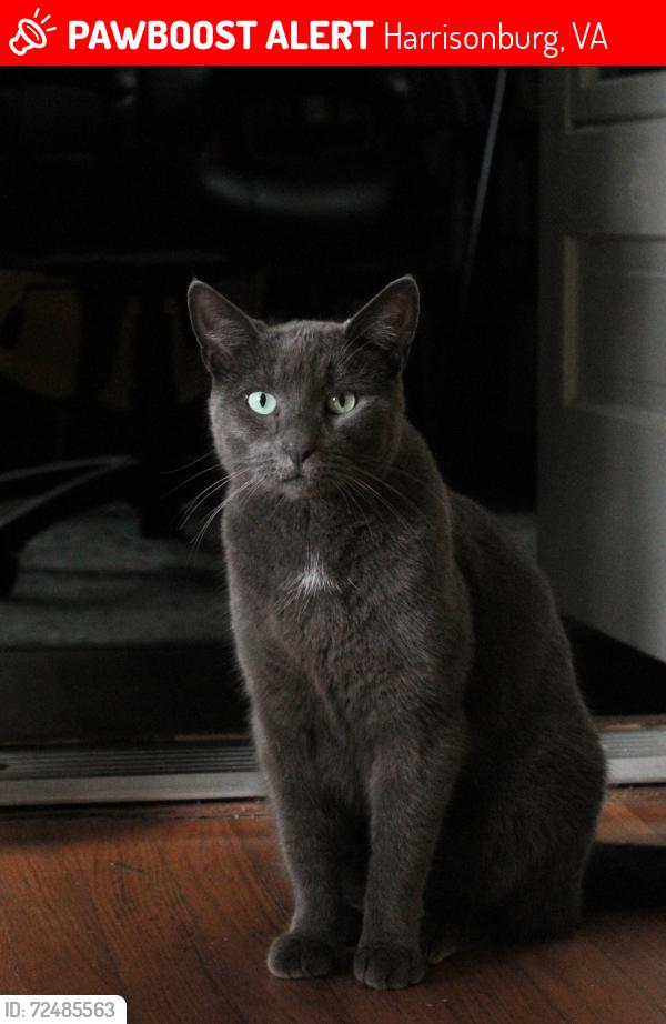 Lost Female Cat last seen New York Ave. & Elmwood Dr , Harrisonburg, VA 22801