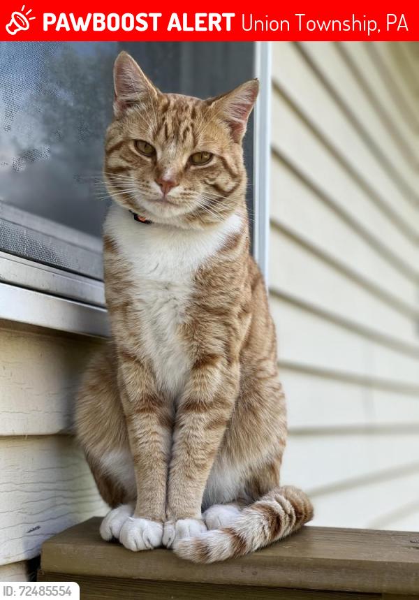 Lost Male Cat last seen Elmwood ave, Union Township, PA 17331