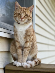 Lost Male Cat last seen Elmwood ave, Union Township, PA 17331