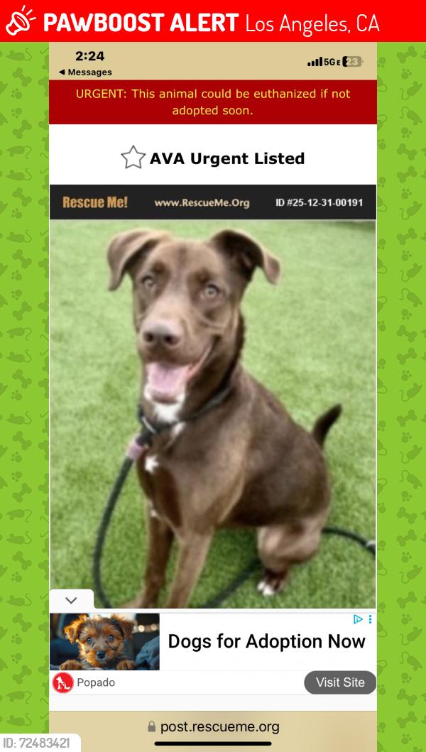 Lost Female Dog last seen Harbor shelter, Los Angeles, CA 90731