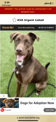 Lost Female Dog last seen Harbor shelter, Los Angeles, CA 90731