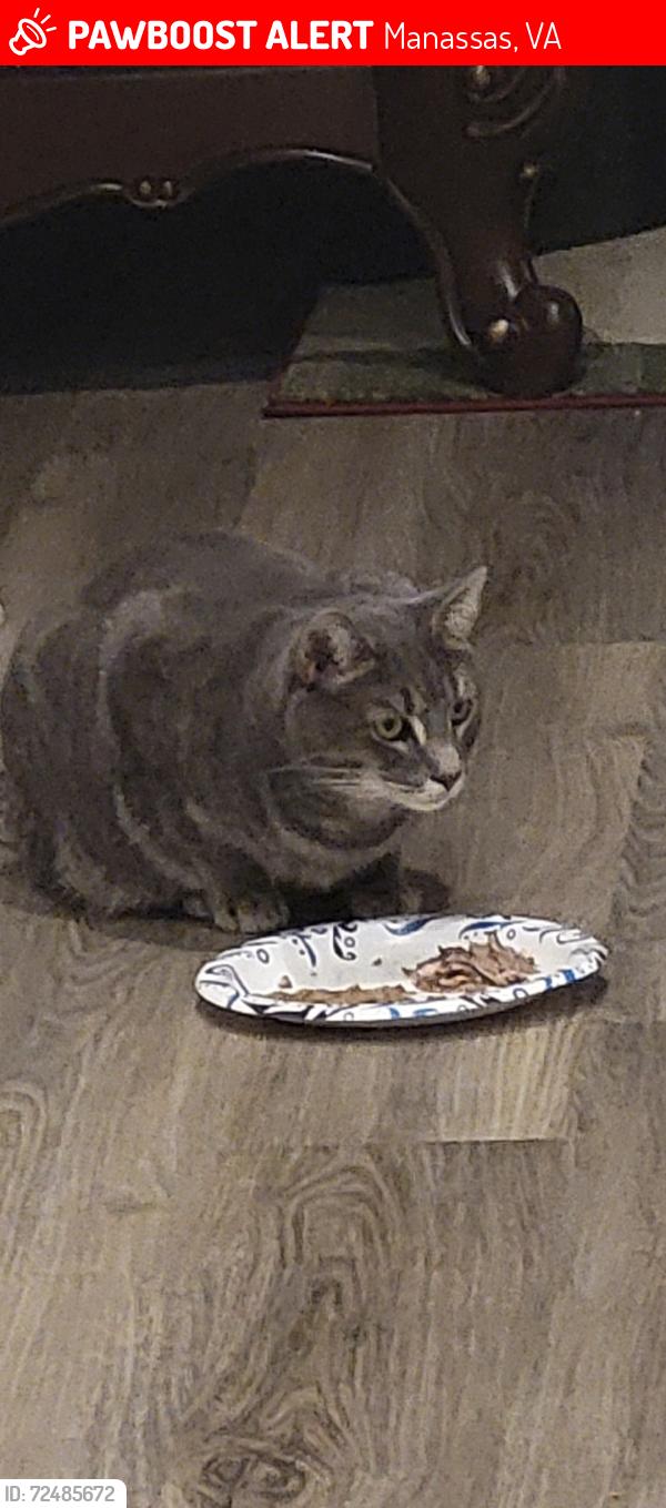 Lost Male Cat last seen Signal Hill Rd and Janet rose ct, Manassas, VA 20111